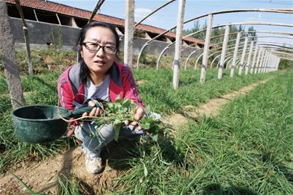 青岛大学女老师辞职种菜养猪 只为吃安全食品