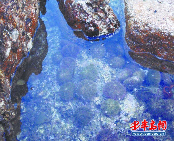 黄岛区部分海域海胆肆虐 海参鲍鱼饿肚子---齐