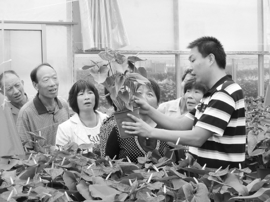 王连军 魏东 报道  △广饶县大王镇嘉颐苗木花卉基地苗木专家对