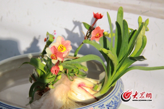 粉白相间的水仙花造型 大众网记者 刘明明 摄