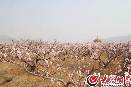 济宁:春日泉乡美 泗水桃花节成踏青热门景点