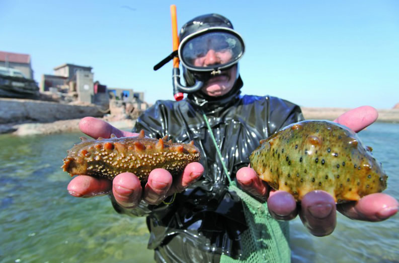 青岛头茬鲜海参"低调"上市 每斤批发价仅40多(图)