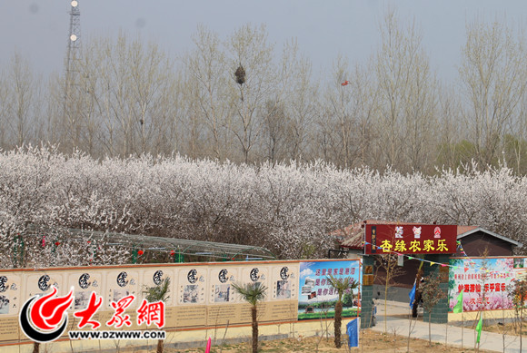 乡村旅游节开幕式暨杏花林开园仪式在菏泽市郓城县李集镇大杨集村举行