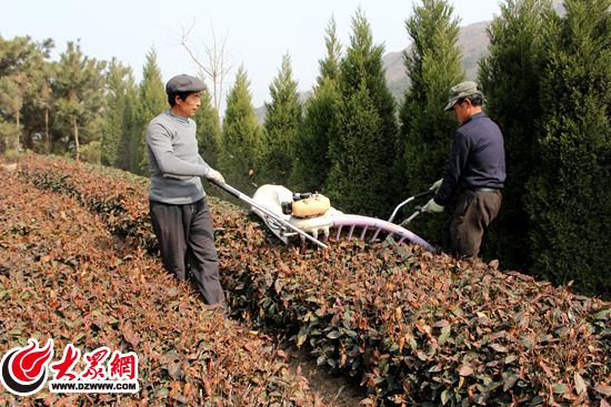 茶农使用从日本购进的修剪机械给茶树修剪