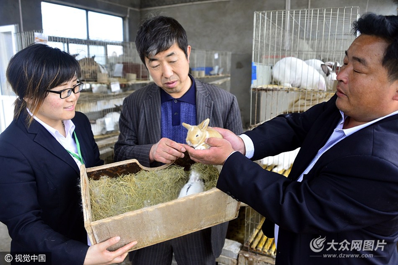 萌兔子赚大钱 山东高唐特色宠物兔带来大效益