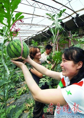 吊蔓西瓜摘个尝尝