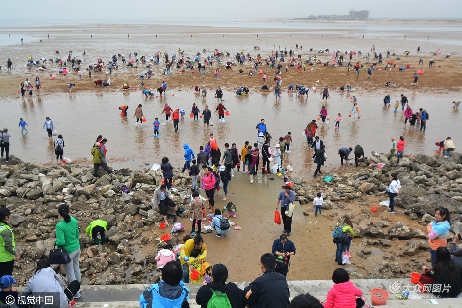 日照千人赶海 海边拾贝共吃海鲜场面壮观