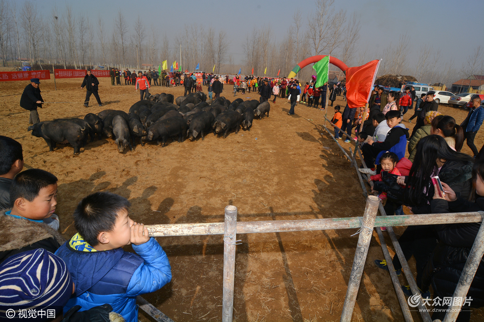 2016年12月18日,在山东省日照市莒县夏庄镇李家石岭村,人们在围观黑猪