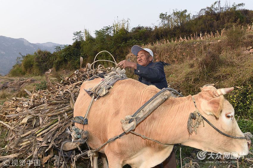 平日里,老黄牛就是他的伙伴和帮手,出门坐牛车,干活用牛车.