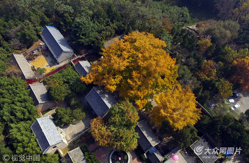 2017年10月31日,山东日照,航拍莒县浮来山风景区内的"银杏树王".