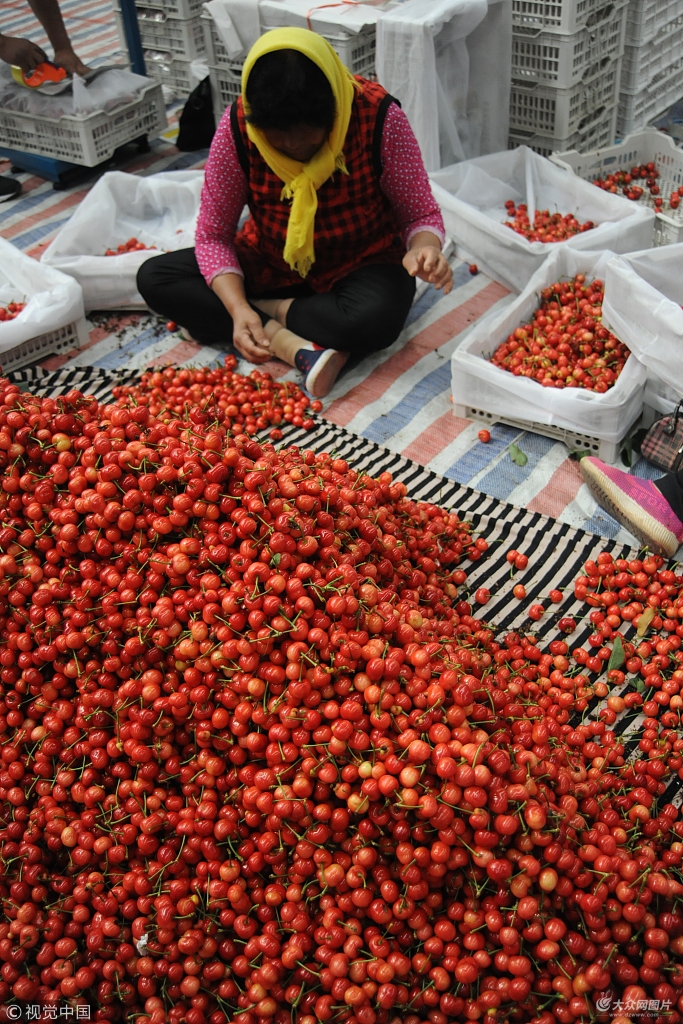 山东烟台大樱桃上市 批发市场人头攒动交易红