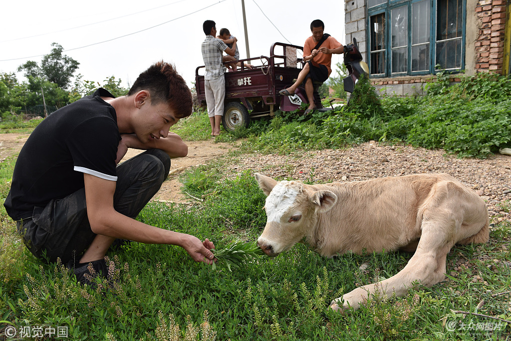 6月18日,在山东省日照市莒县峤山镇大石头河南村,一村民给小牛犊喂草
