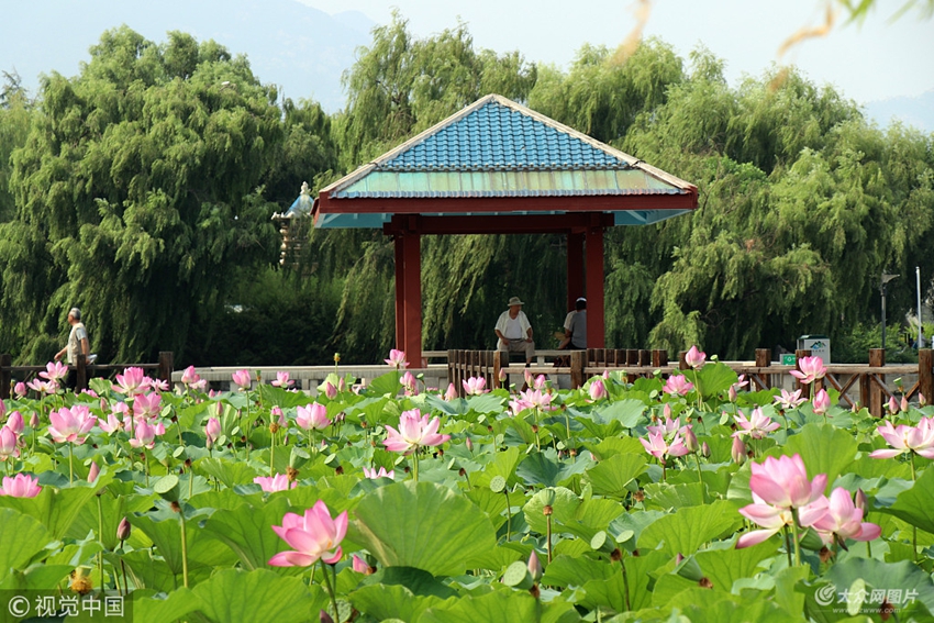 2018年7月11日,山东泰安,在泰山南麓的东湖公园内,两万株荷花也相继