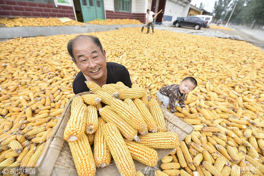 省聊城市茌平县贾寨镇耿三庄村,种粮大户村民耿刘家在展示丰收的玉米