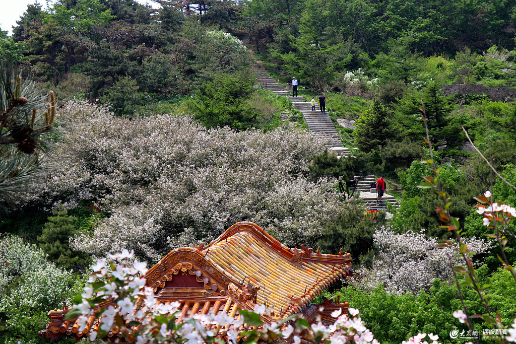 山东泰安:泰山海棠花盛开 美景如画