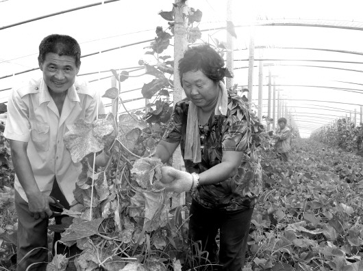 東平縣21家土地股份合作社的新探索_大眾網