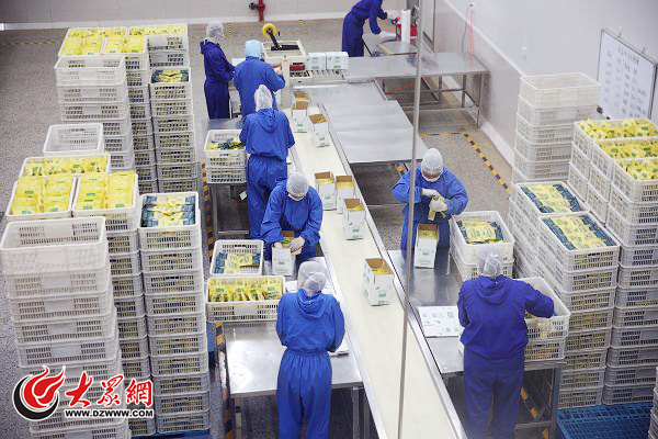 聊城乖寶寵物食品:從貼牌模仿到品牌自主研發的