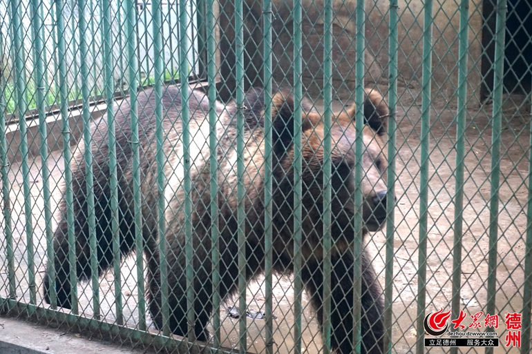 其中絕大多數動物將分批搬遷至德州市動植物園,搬遷轉運工作預計將