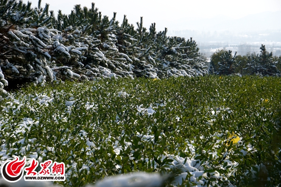 雪中奋战12小时日照淞晨60亩小茶苗进暖棚