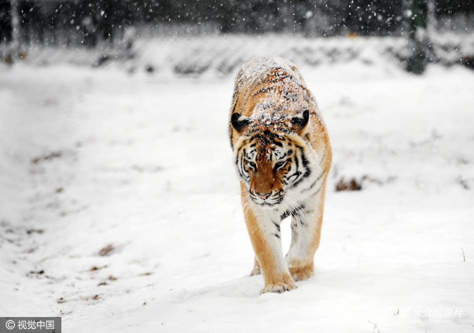 2016年11月22日,鄭州迎來這個冬天的第一場降雪,圖為鄭州動物園的