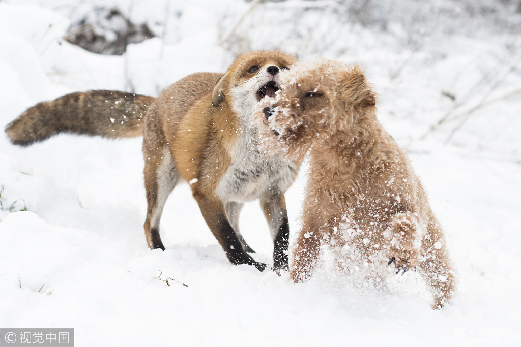 英孤儿小狐狸与猎犬成亲密"发小 雪地里嬉闹秀友谊