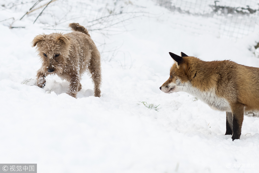 英孤儿小狐狸与猎犬成亲密发小雪地里嬉闹秀友谊