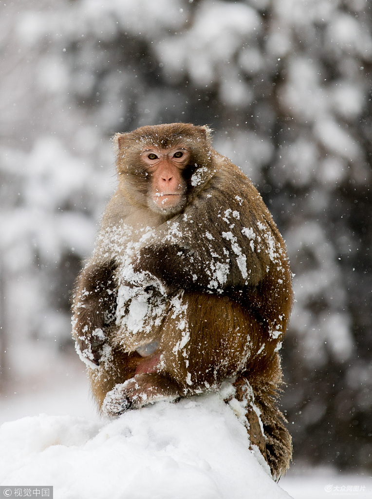 2018年1月4日,安徽淮北,相山公园的猴子独立雪中