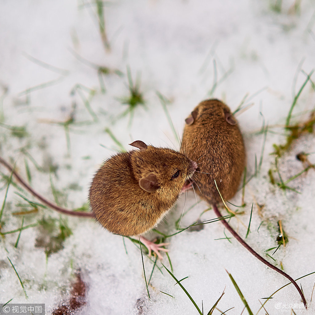 登(blagdon)的一个村子,名为东方野兽的寒潮中,两只老鼠在雪中玩耍