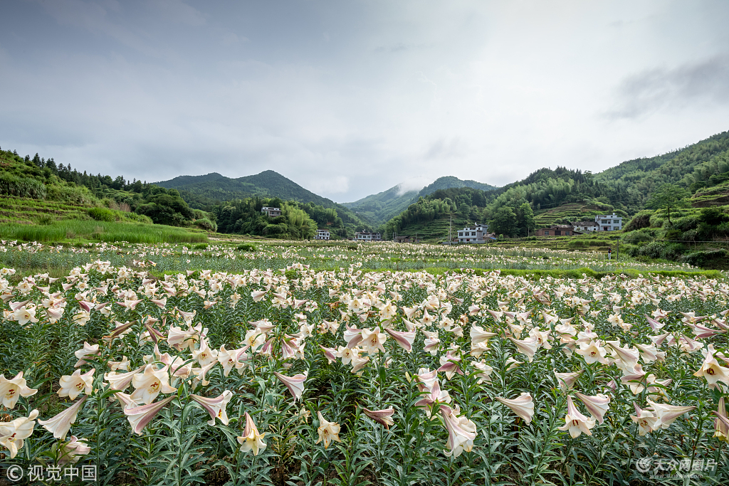 2018年5月19日,江西宜昌,萬載縣百畝百合花盛開.