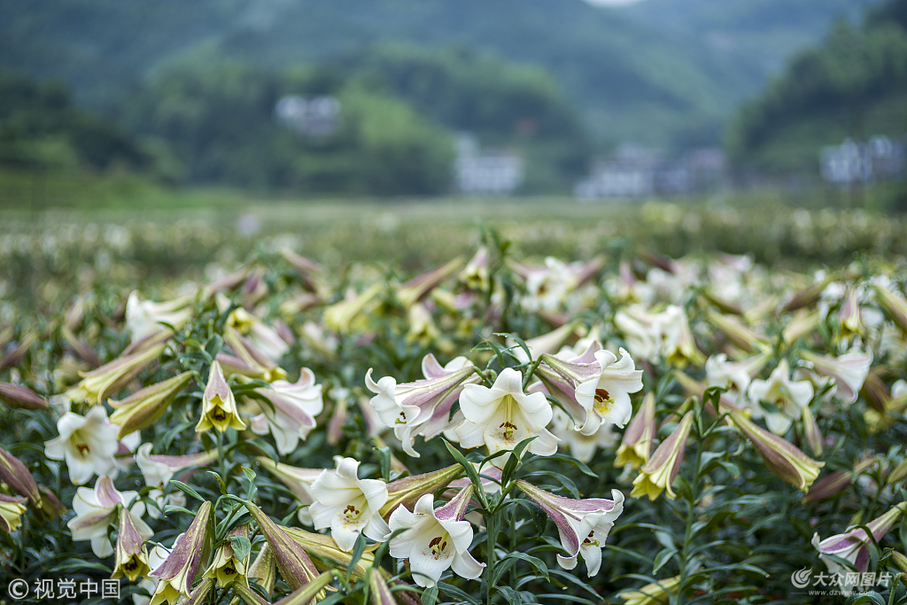 2018年5月19日,江西宜昌,万载县百亩百合花盛开.