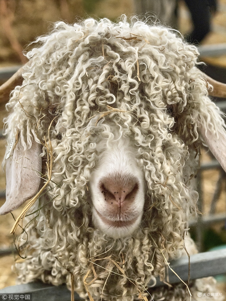 当地时间2018年6月22日,英国伍斯特郡,一只急需去理发的山羊
