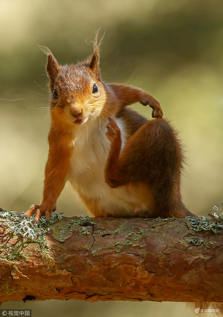 英国:松鼠单手撑树姿势霸气自带气场