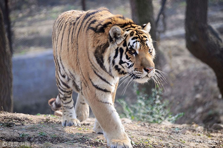 2017年11月21日,山東青島森林野生動物世界,一隻健壯的東北虎在園中