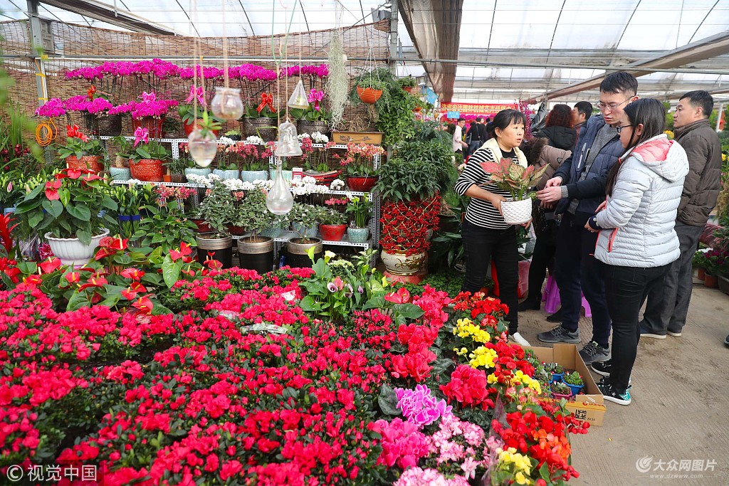济南:春节临近花卉市场鲜花热销