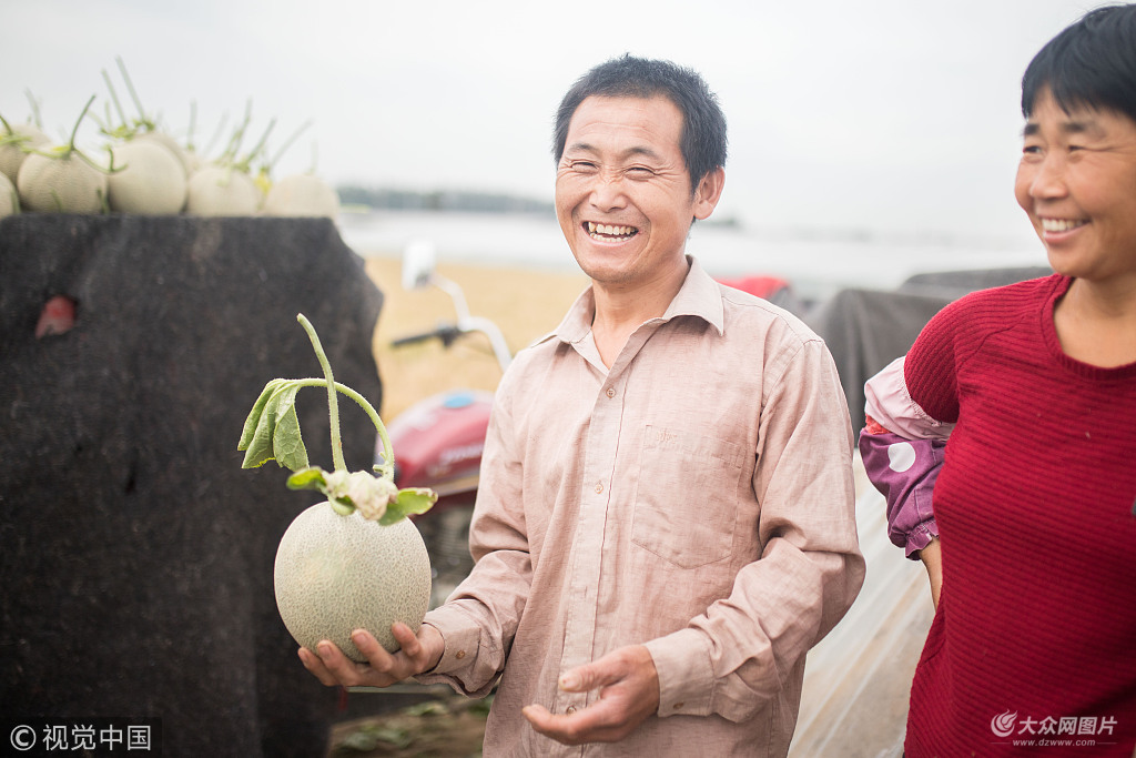 2018年5月25日,山东省莘县魏庄镇东江店村,当地农民遇网纹瓜丰收