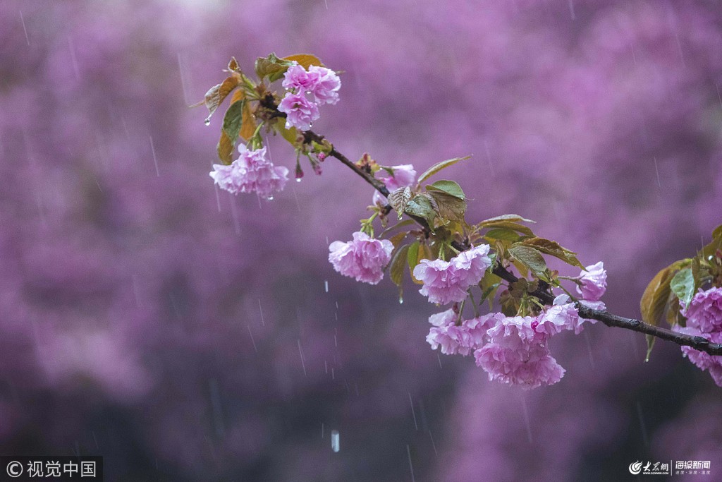 济南:雨中樱花娇艳欲滴 市民穿行粉红花海